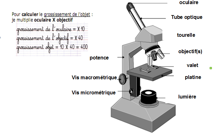 science > physique : optique > loupe et microscopes > coupe d'un